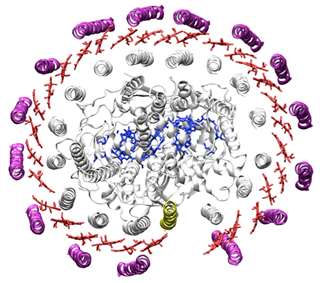 Bacterial  light-harvesting complex