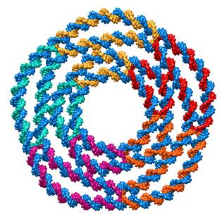 
Synthetic DNA scaffold