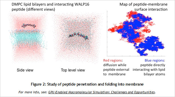 
Study of peptide penetration and folding into membrane