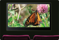 pvhd_butterfly_image.jpg