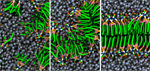 Bilayer Assembly Composite