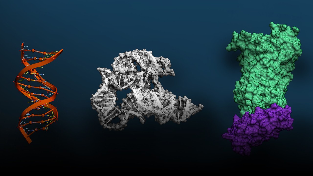 Biomolecular Foundation Models for Discovery in Life Science