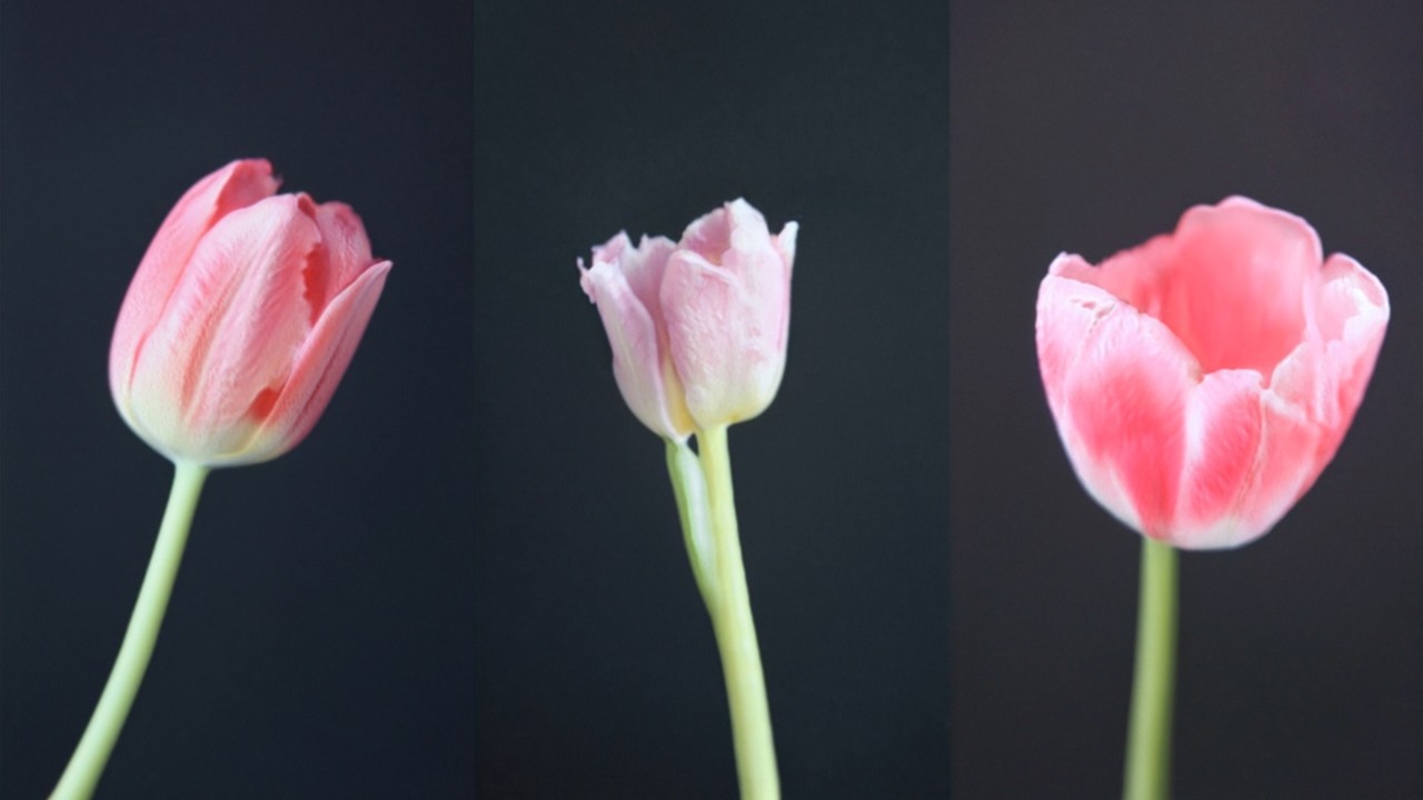 Myriad (Tulips) and Mosaic Virus